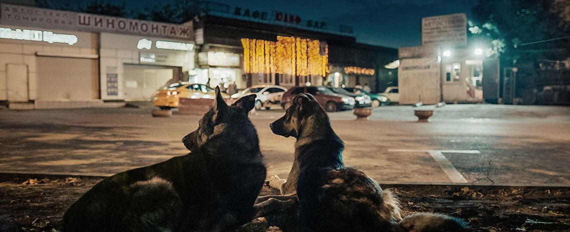 Elsa Kremser and Levin Peter's 'Space Dogs' follows a group of Moscow street dogs and meditates on the legacy of the Soviet space program's canine cosmonauts.